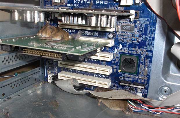 жива компютерна мишка